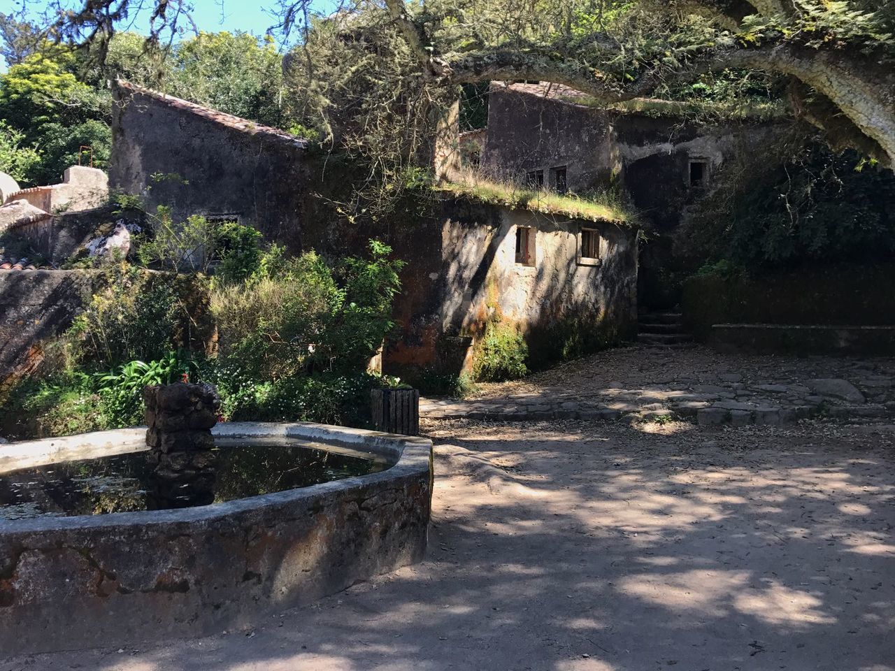 TREES IN PARK