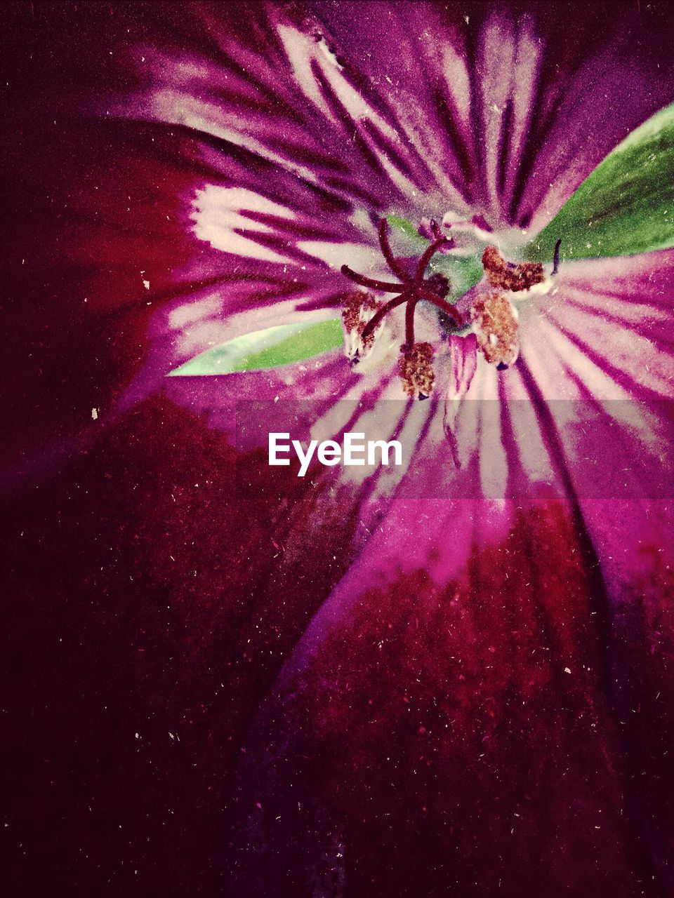 CLOSE-UP OF PINK FLOWERS BLOOMING