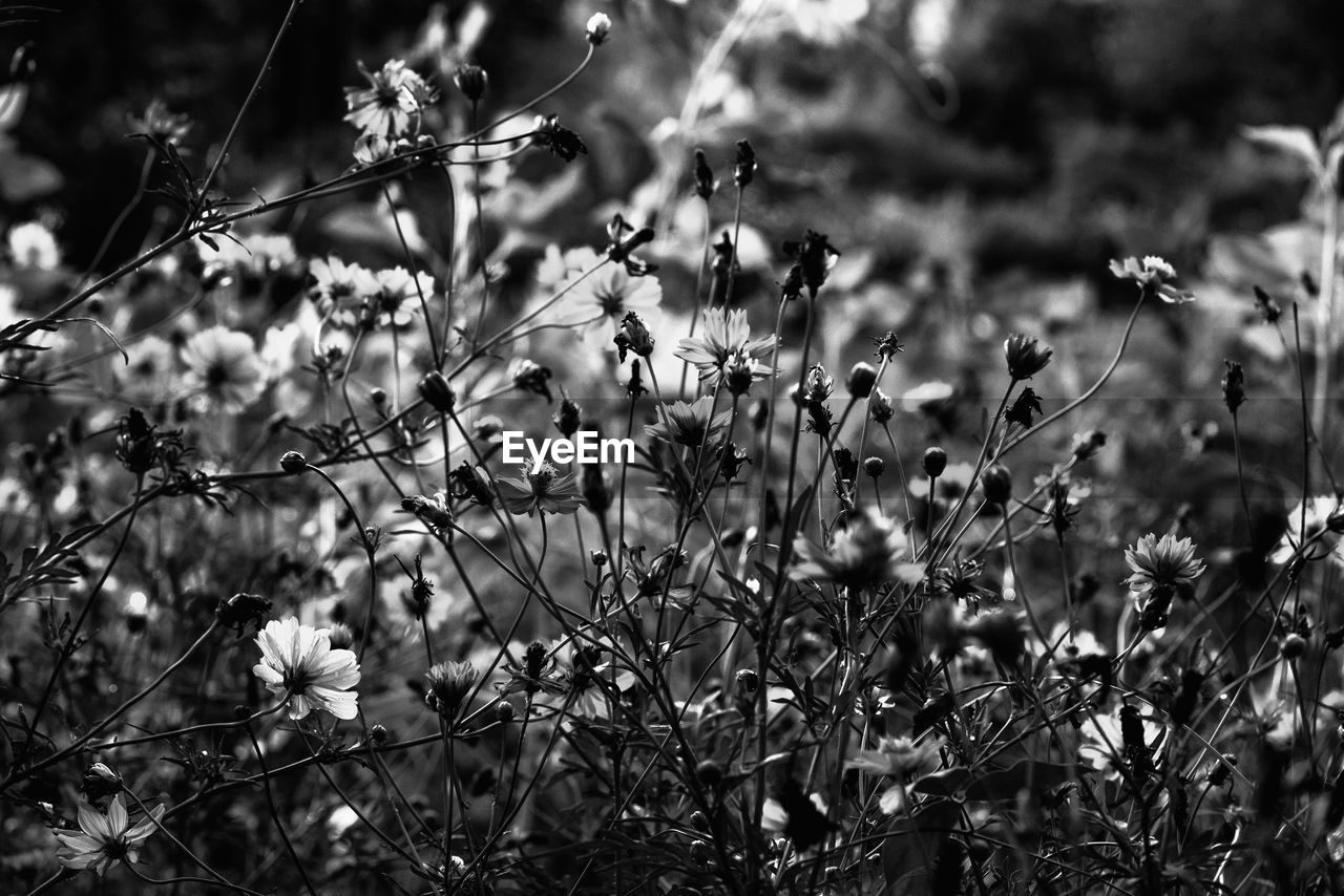 PLANTS GROWING ON FIELD