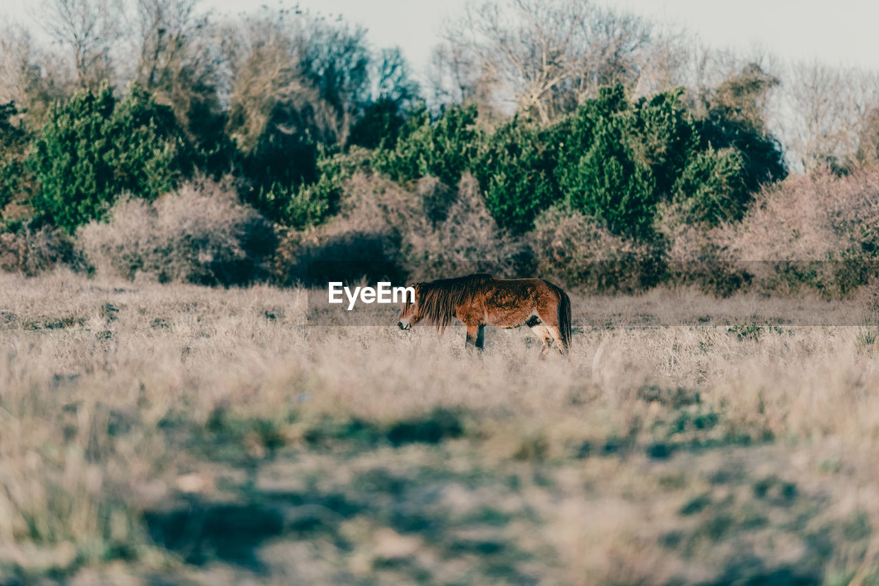 Horse in a field