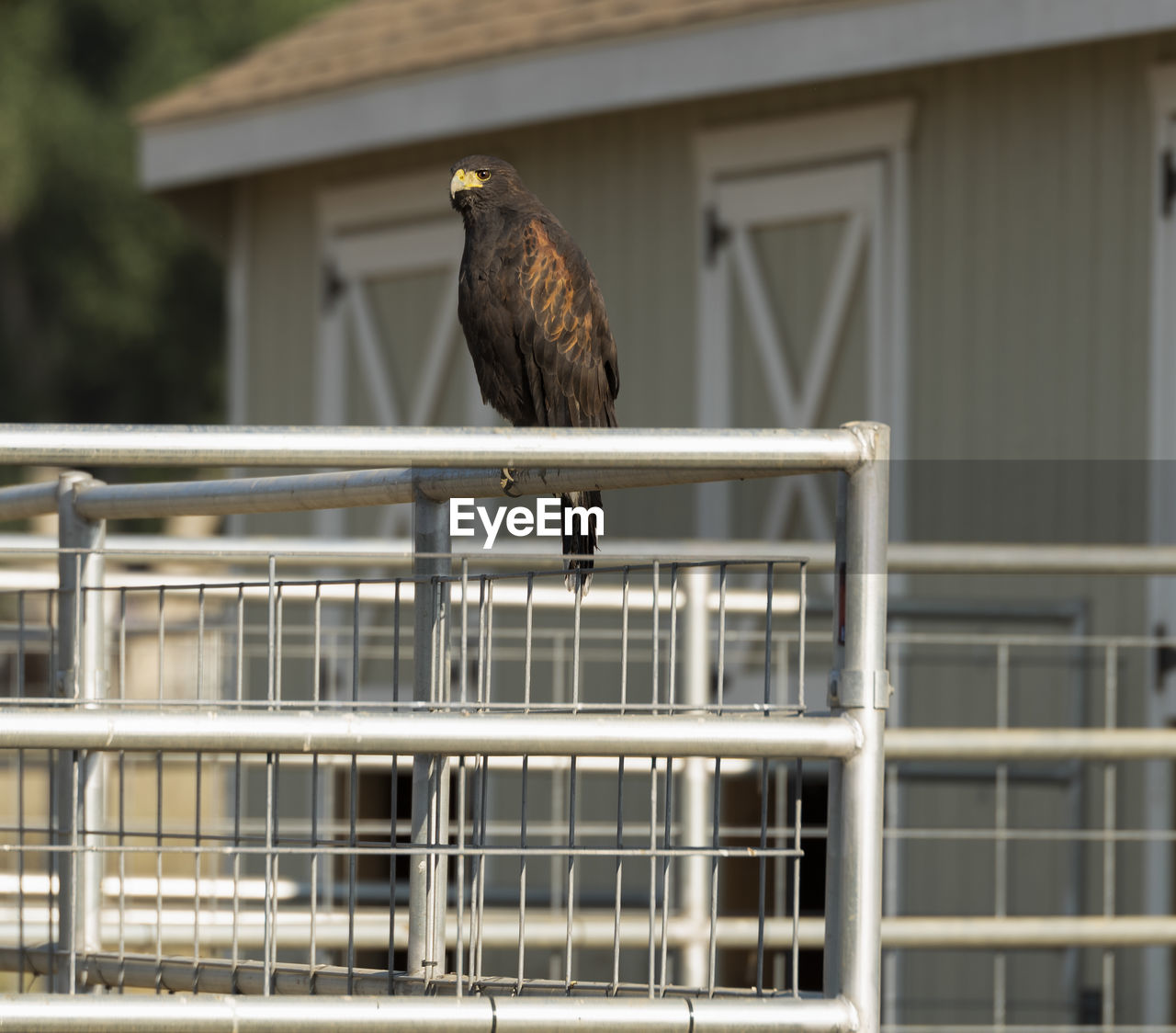 Bird perching on railing