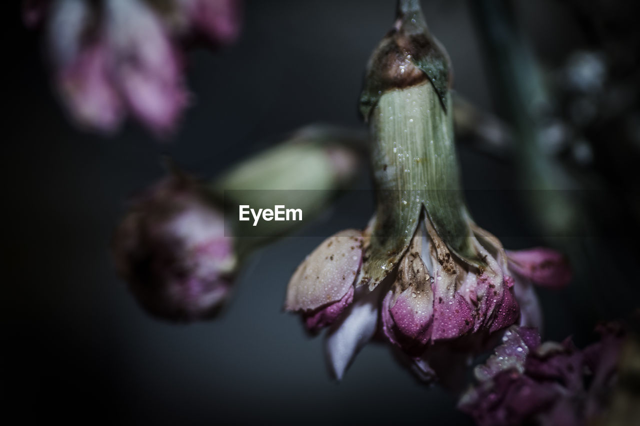 CLOSE-UP OF FLOWERS