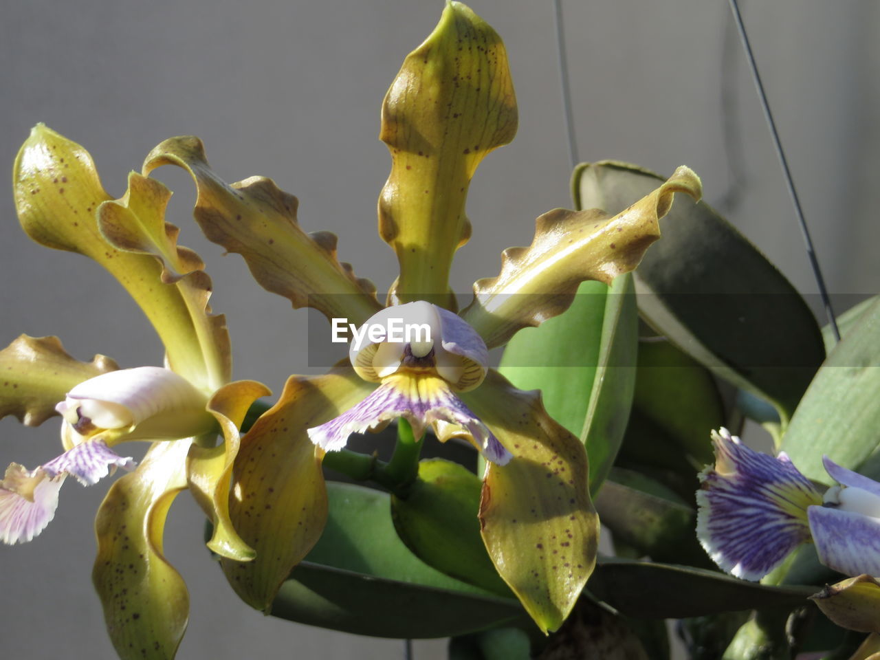 CLOSE-UP OF FLOWERS BLOOMING