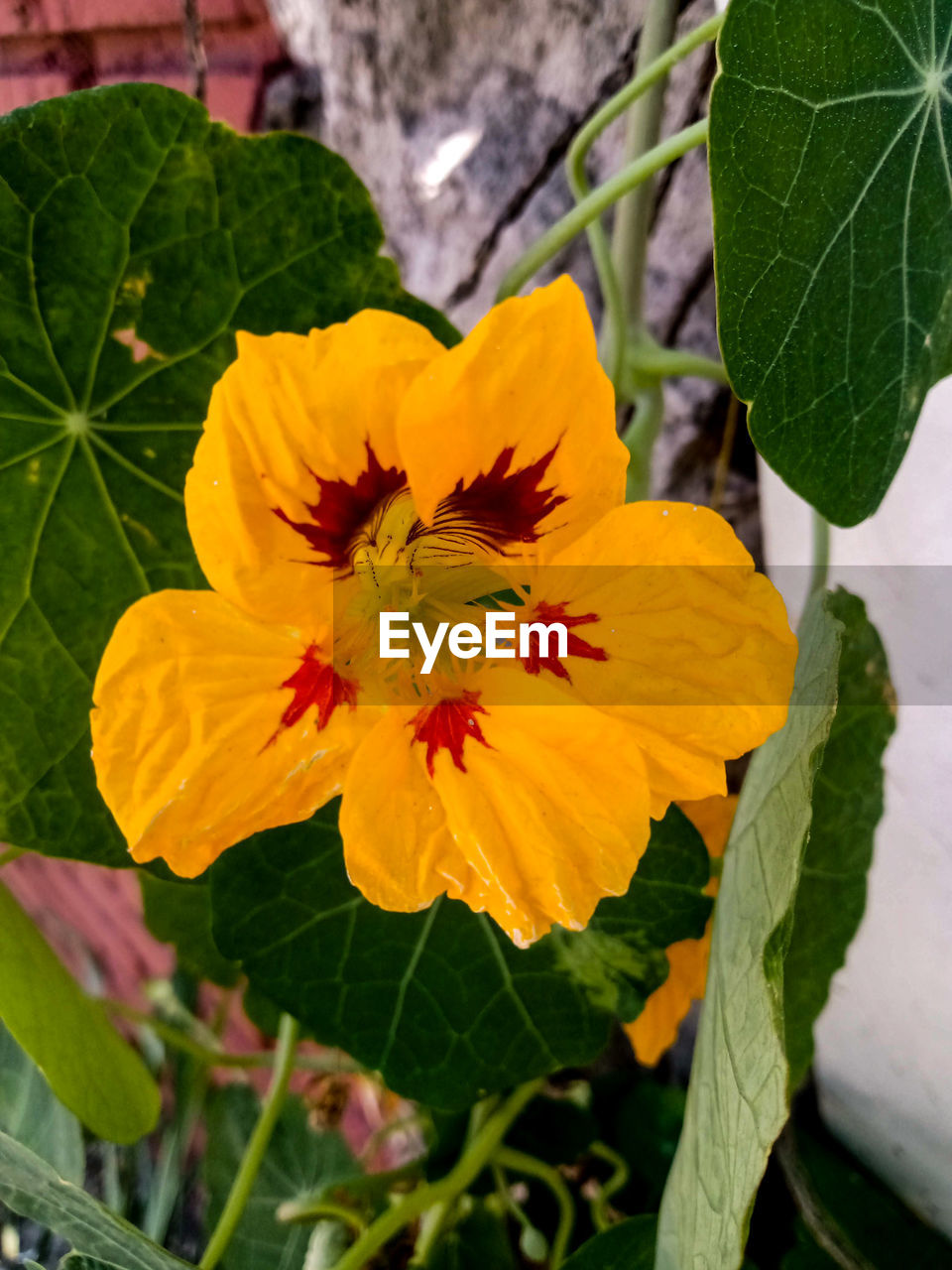 flower, plant, flowering plant, freshness, leaf, plant part, beauty in nature, growth, flower head, close-up, petal, fragility, nature, inflorescence, yellow, no people, green, outdoors, pollen, botany, day, wildflower, focus on foreground, blossom