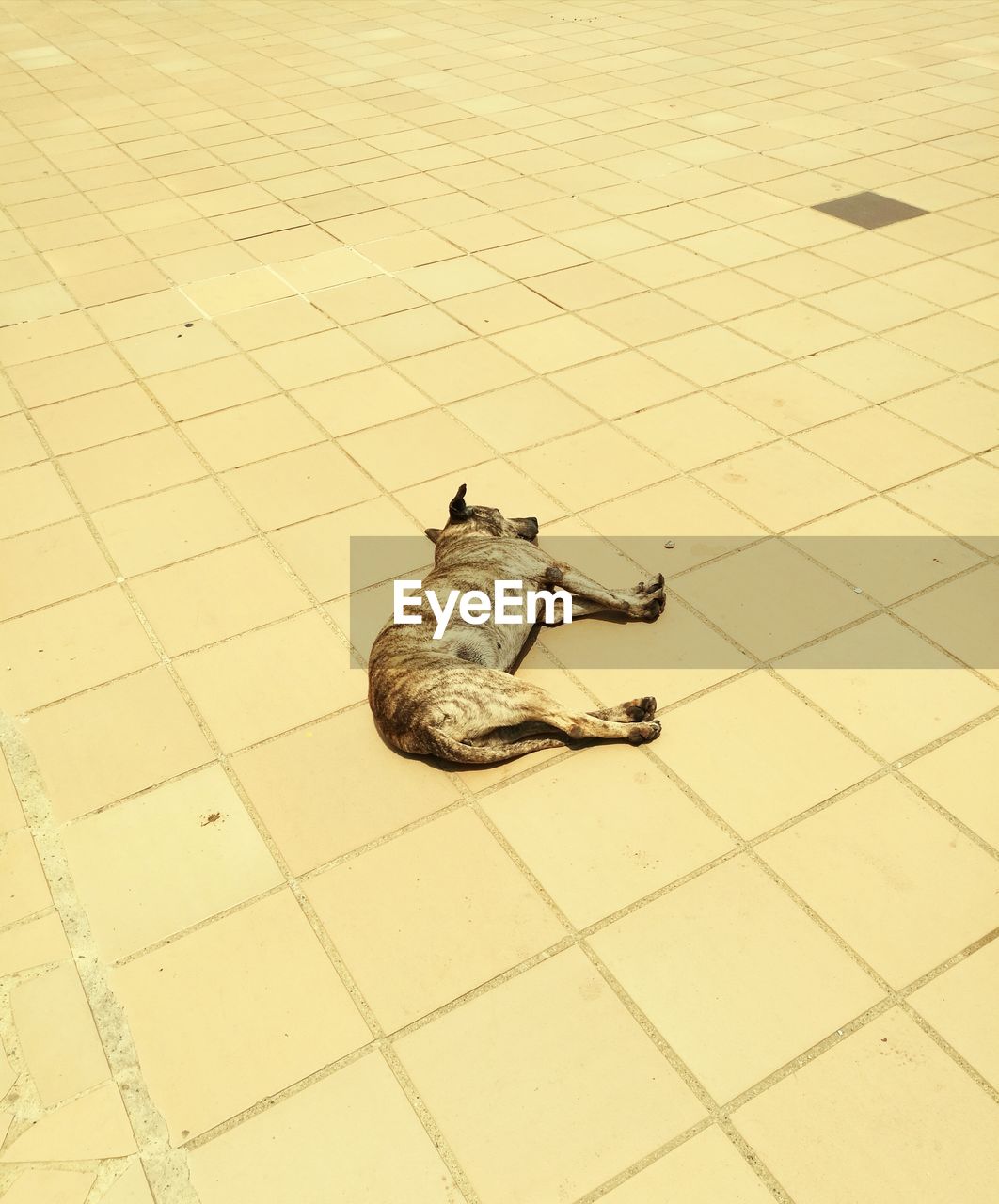 HIGH ANGLE VIEW OF CAT SITTING ON WALL