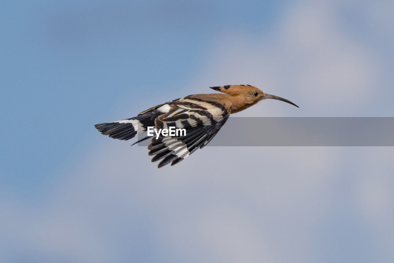 low angle view of bird flying against sky