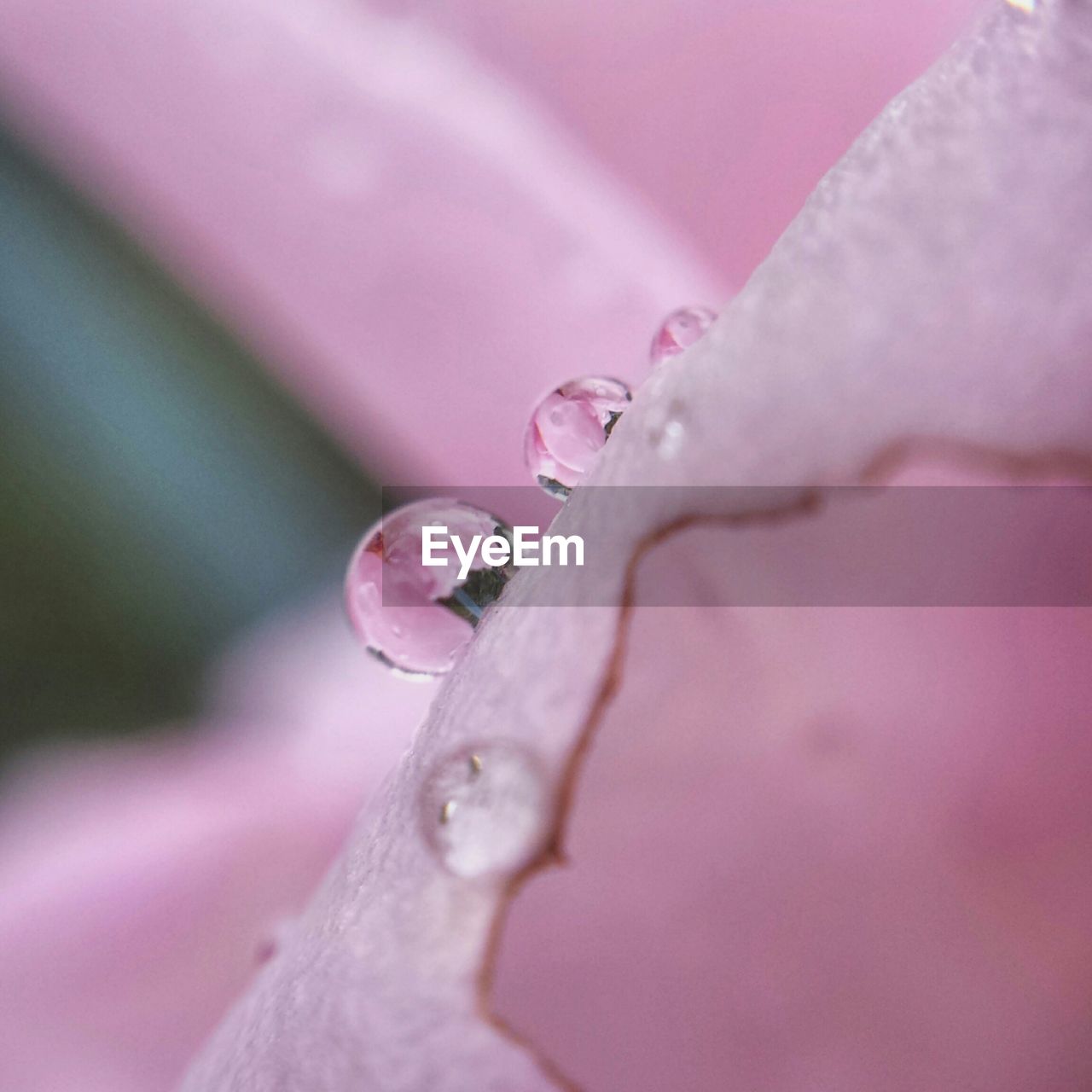 Close-up of water drops on petal