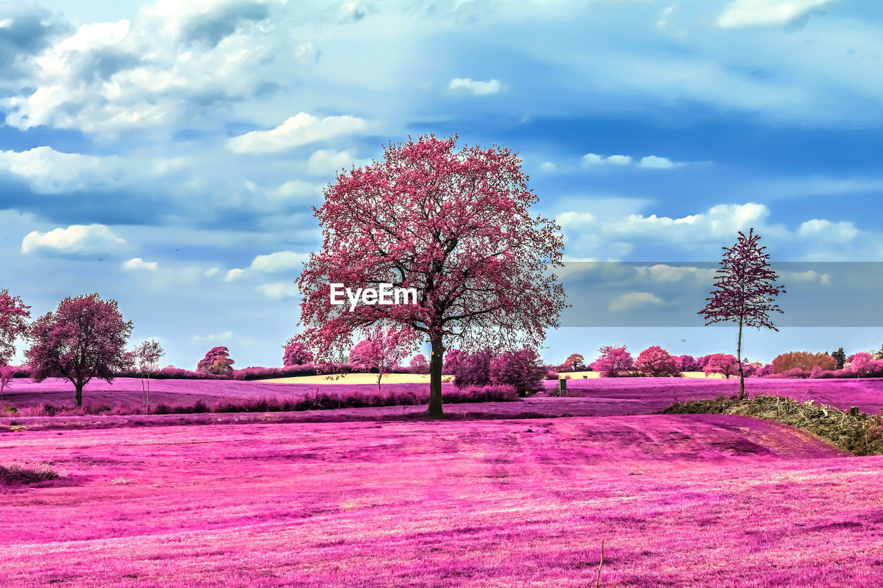 VIEW OF CHERRY BLOSSOM TREES ON FIELD