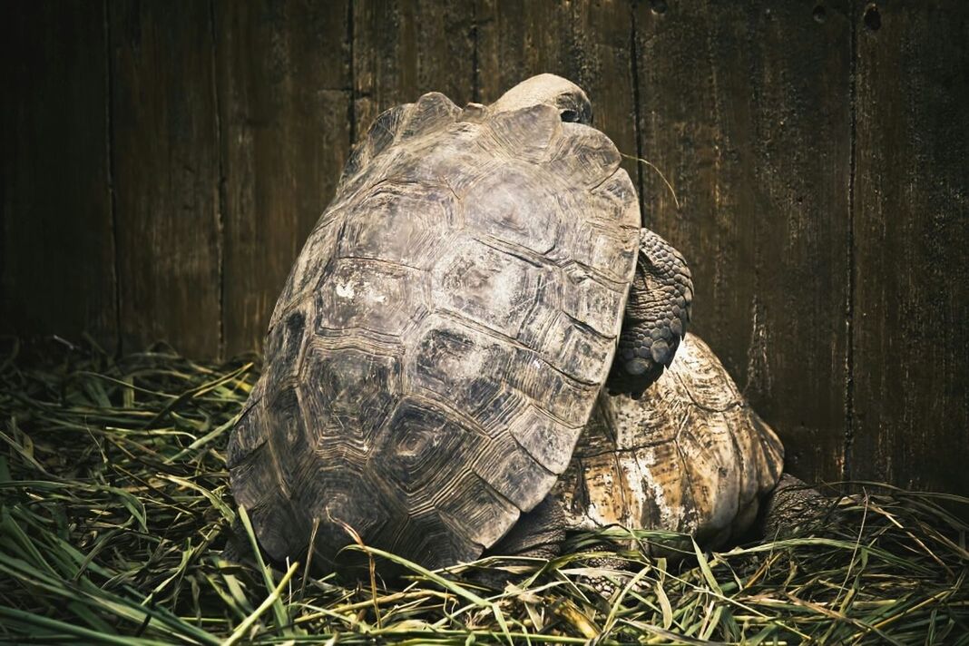 Side view of two tortoises mating