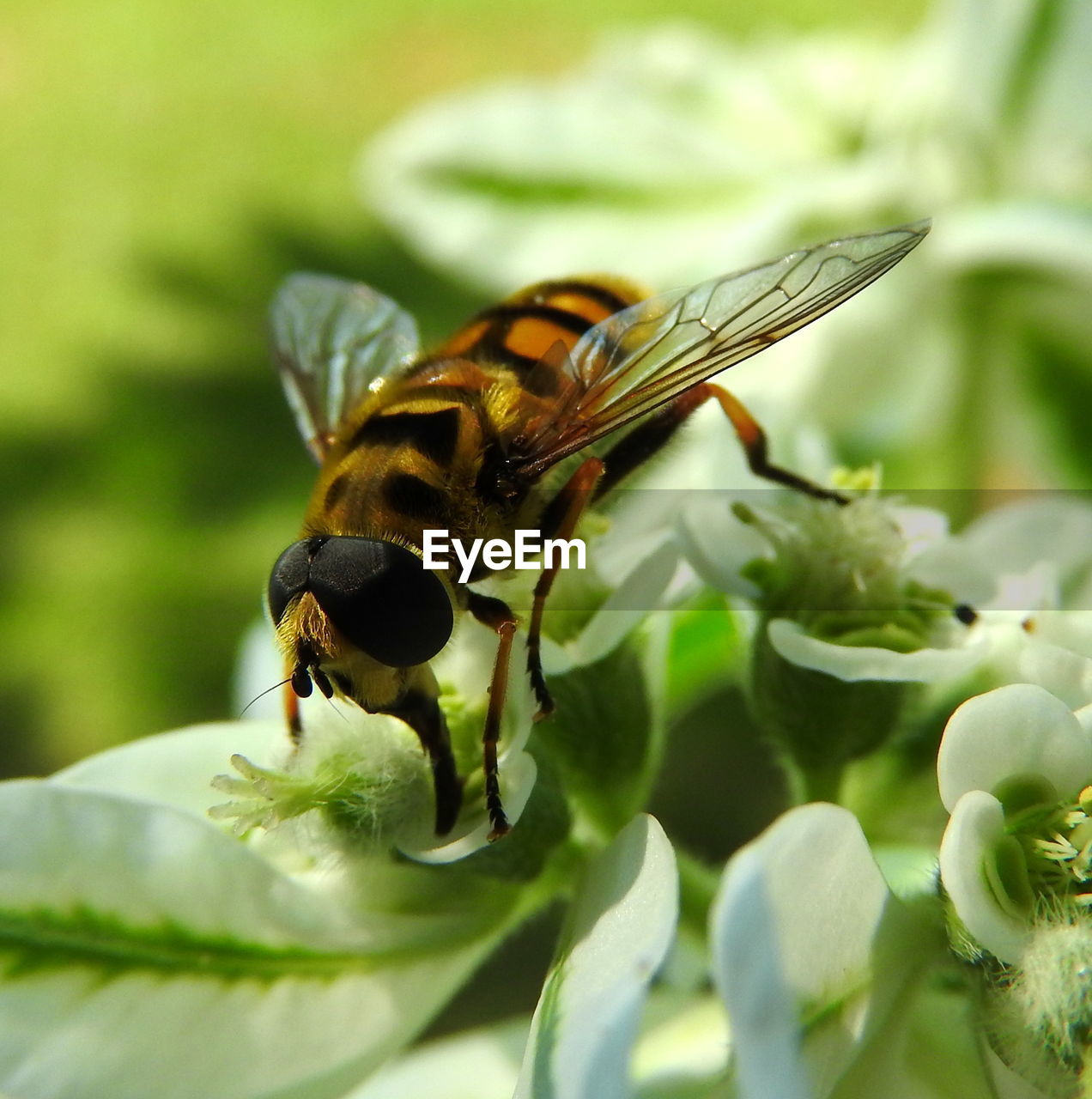 HONEY BEE ON FLOWER