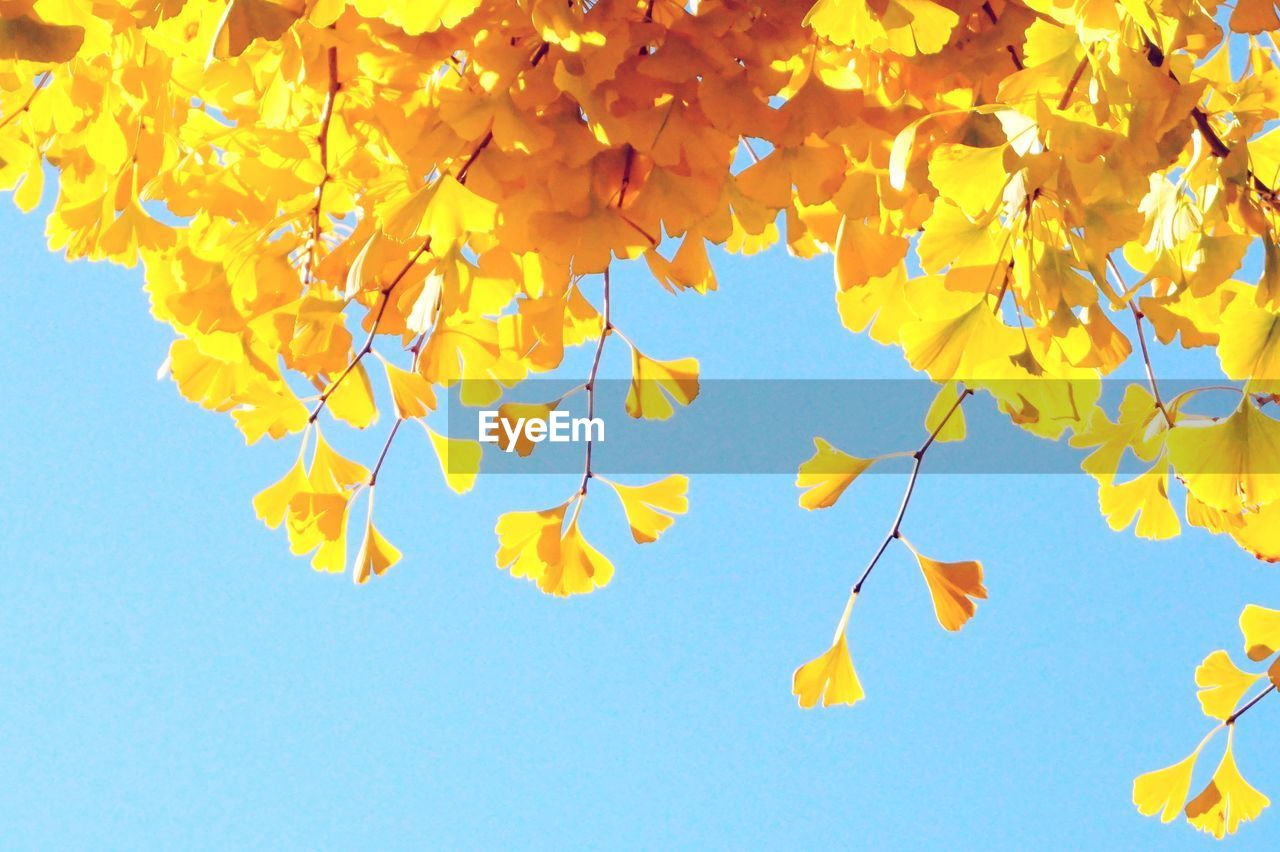 CLOSE-UP OF YELLOW LEAVES AGAINST SKY