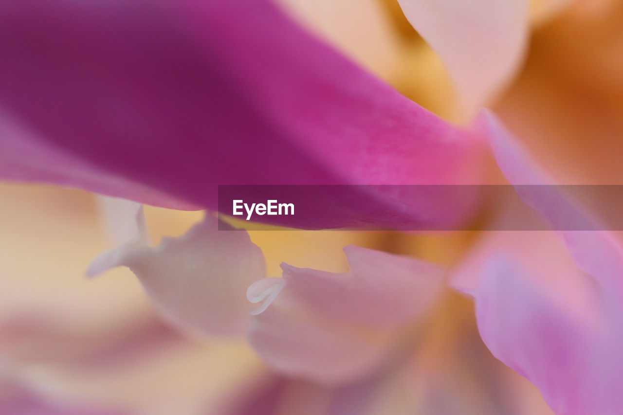 Macro shot of pink flower