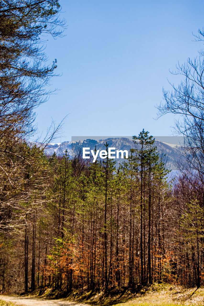 PINE TREES AGAINST SKY