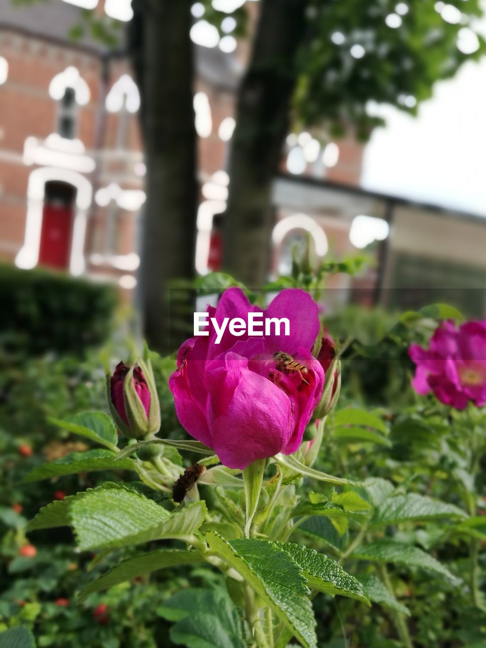 CLOSE-UP OF PINK FLOWERS BLOOMING