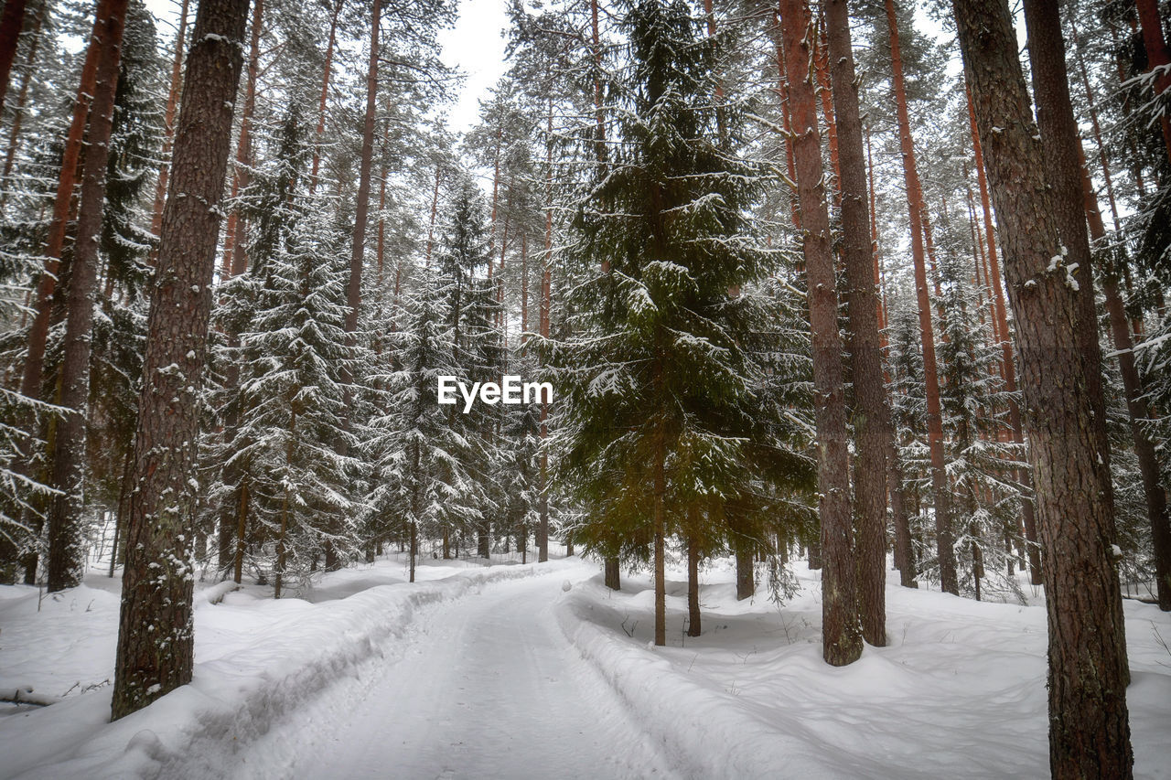 A snow-covered path in a pine forest