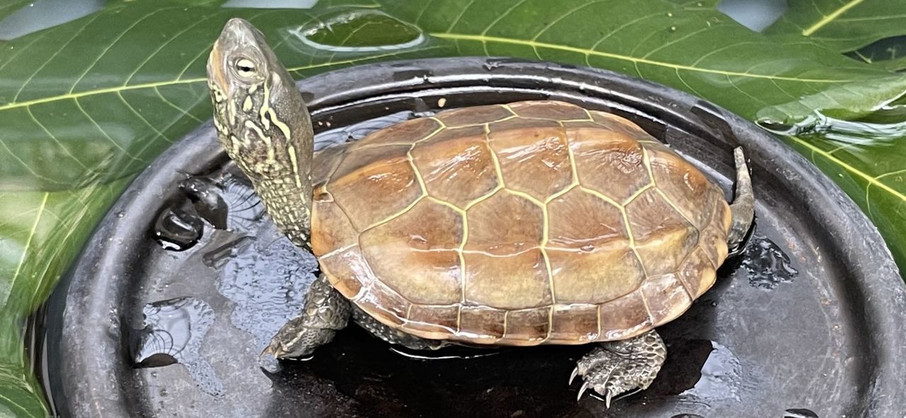 turtle, animal, reptile, animal themes, tortoise, animal wildlife, one animal, wildlife, nature, leaf, no people, plant part, high angle view, shell, water, animal shell, close-up, outdoors, sea turtle, tortoise shell