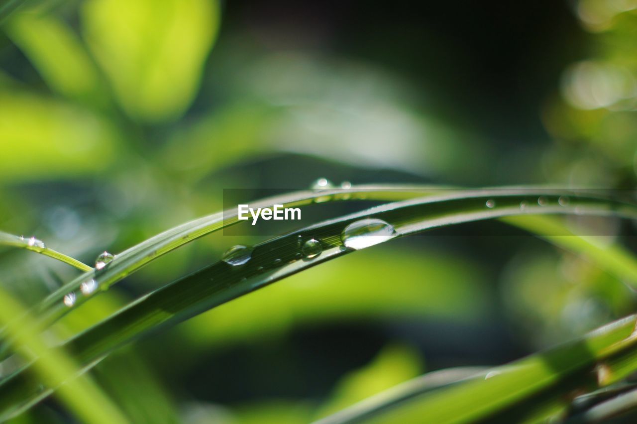 CLOSE-UP OF RAINDROPS ON PLANT