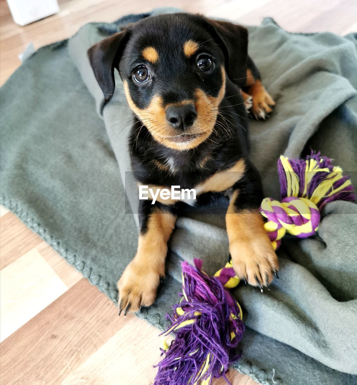 High angle portrait of puppy sitting on purple floor