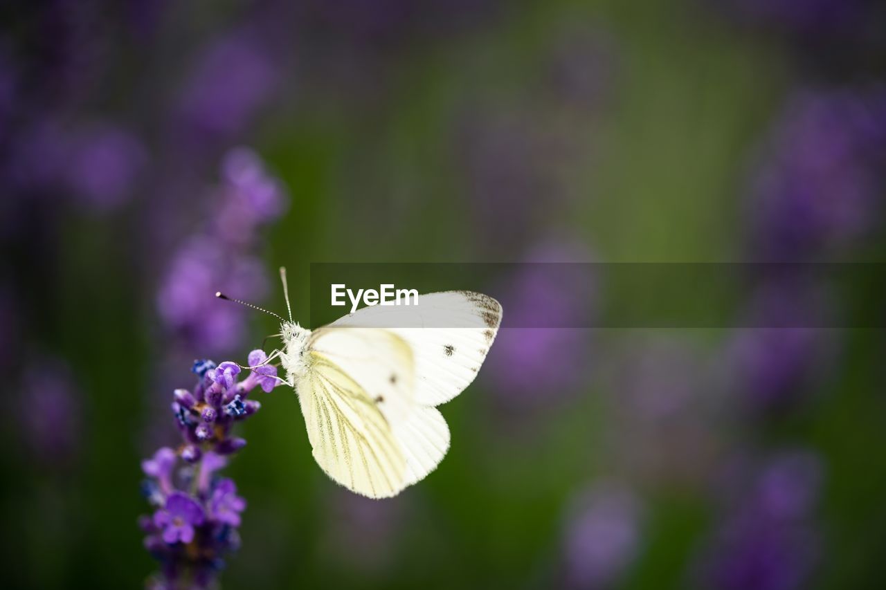 CLOSE-UP OF BUTTERFLY POLLINATING ON PURPLE FLOWERING