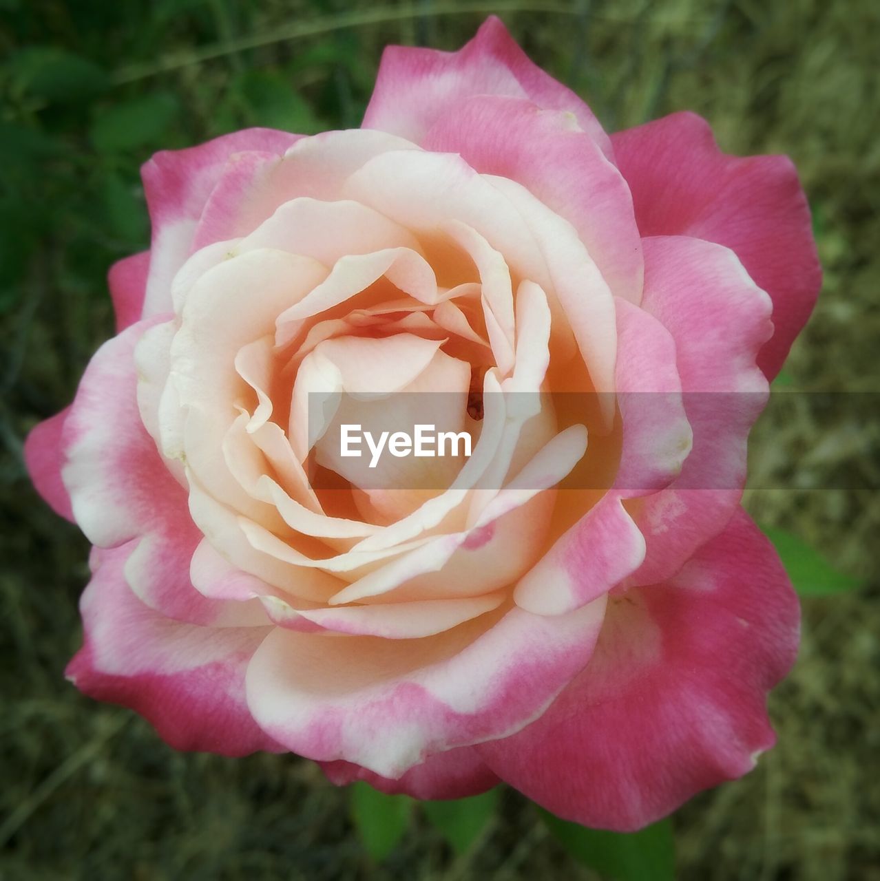 MACRO SHOT OF PINK ROSE