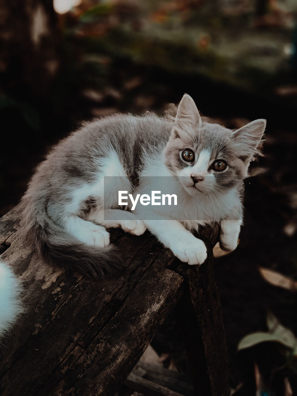 animal, animal themes, pet, cat, mammal, domestic cat, domestic animals, feline, one animal, whiskers, portrait, looking at camera, felidae, small to medium-sized cats, no people, animal hair, kitten, cute, tree, relaxation, wood, animal body part, nature, focus on foreground, sitting