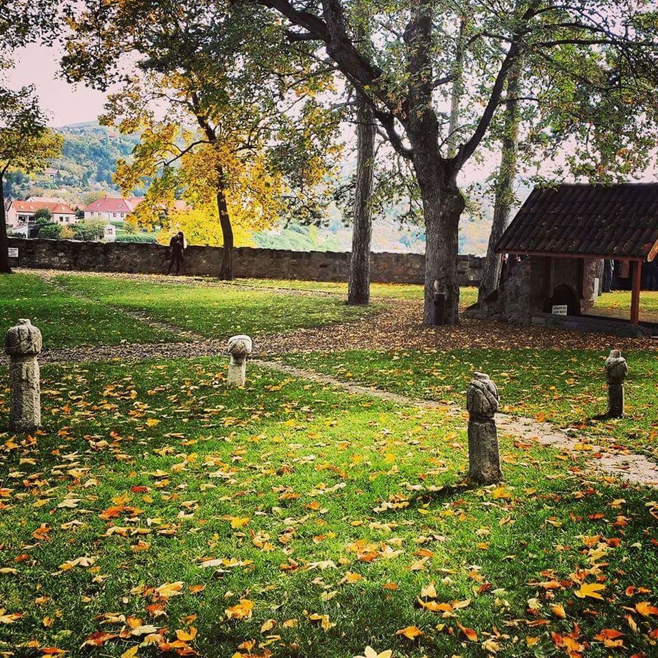 FALLEN LEAVES ON FIELD