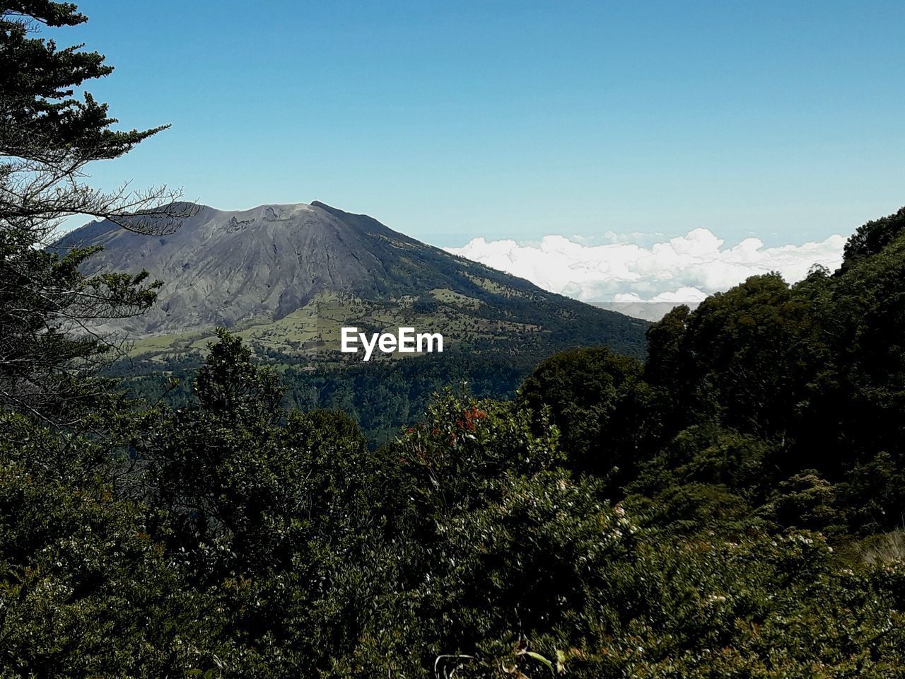 VIEW OF TREES AND MOUNTAIN