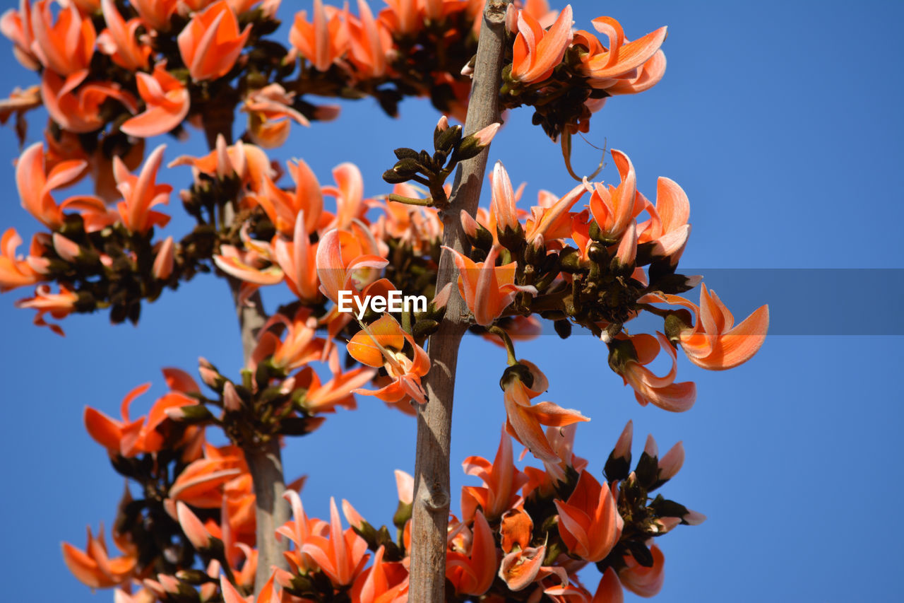 Low angle view of flowering plants against clear sky