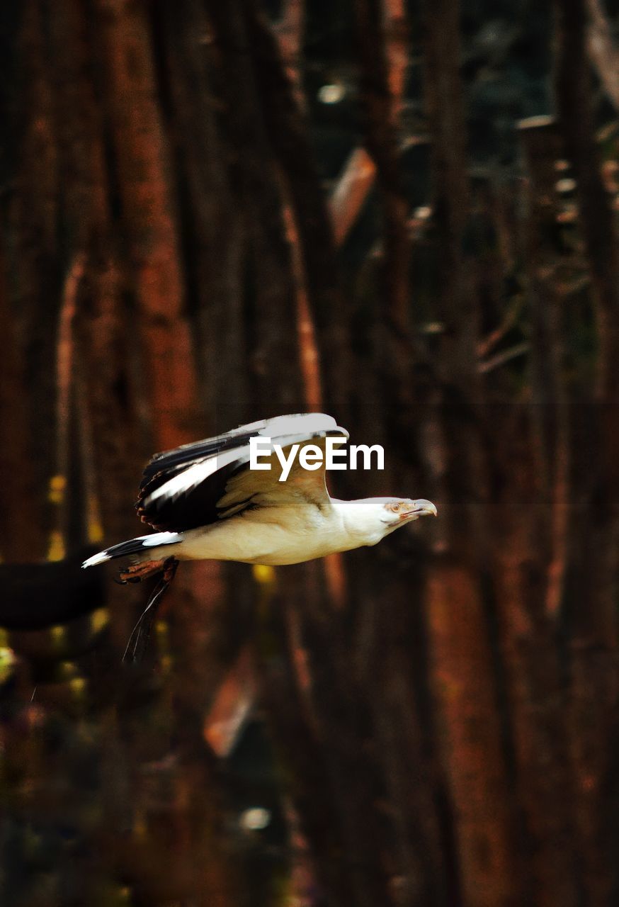 SIDE VIEW OF BIRD PERCHING ON A LAND