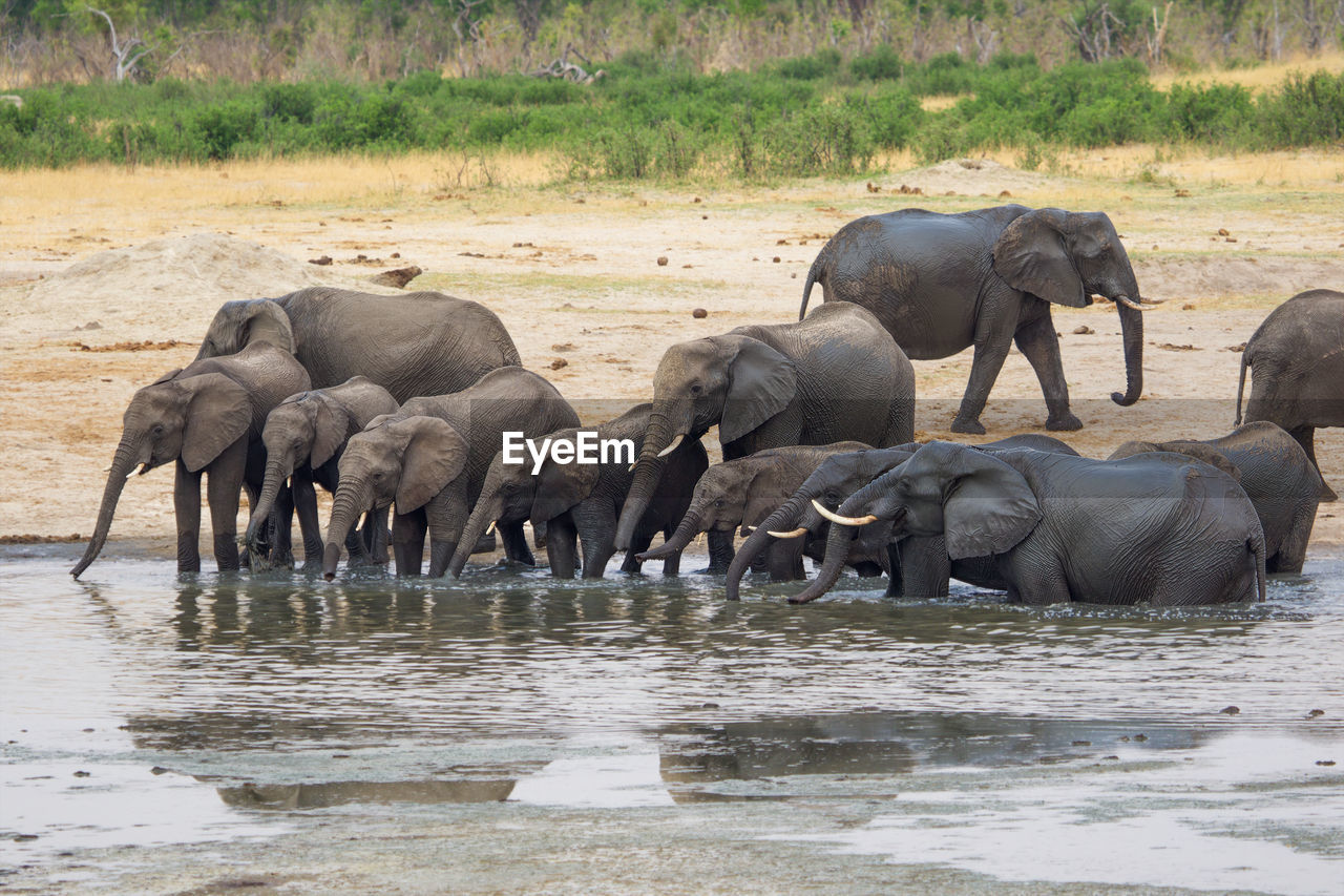 elephants in lake