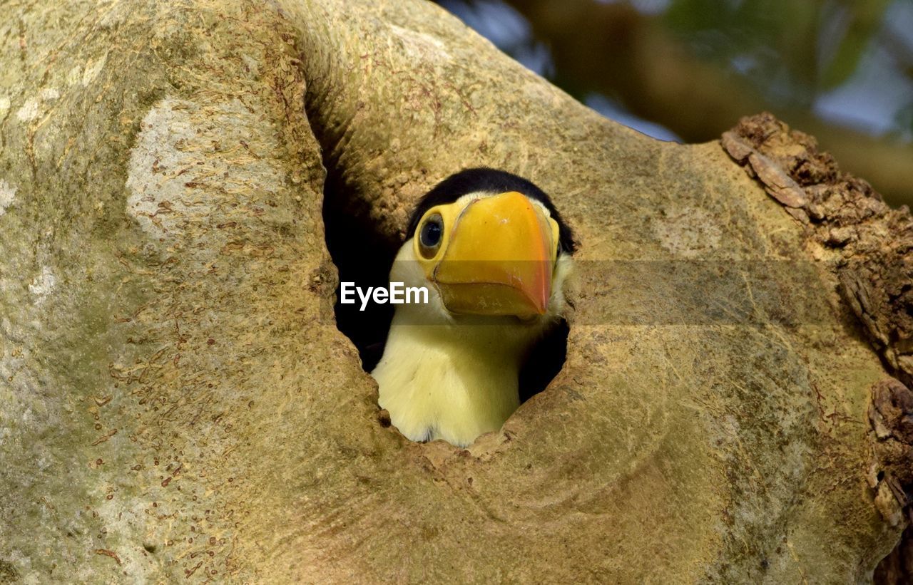 Close-up of bird on rock