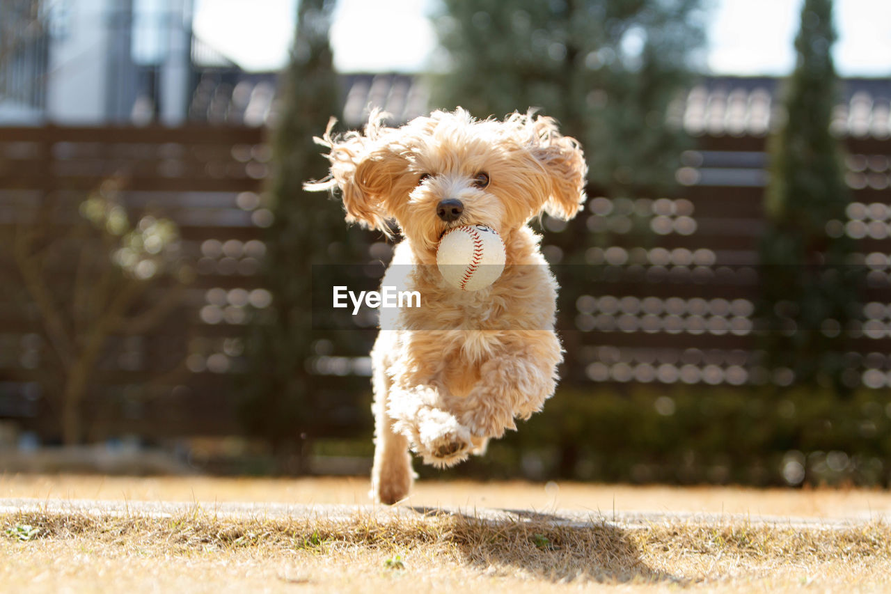 Hairy dog with ball running in lawn