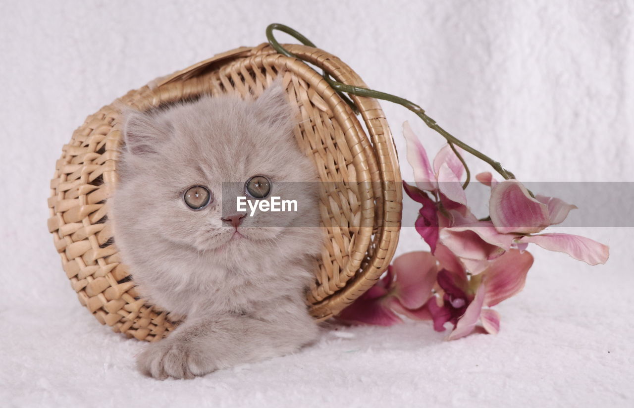 CLOSE-UP OF KITTEN IN A BASKET