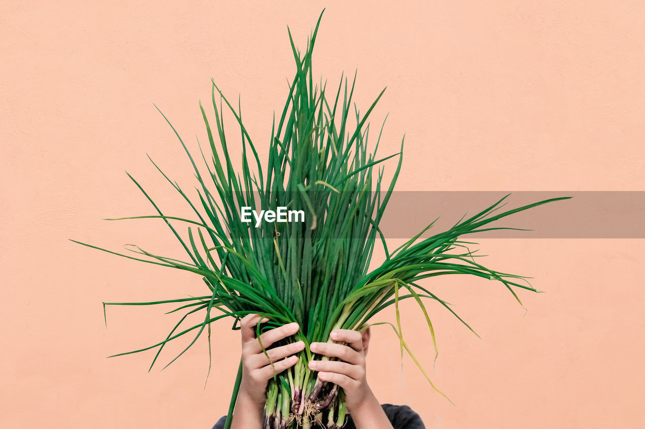 Close-up of hand holding plant against wall