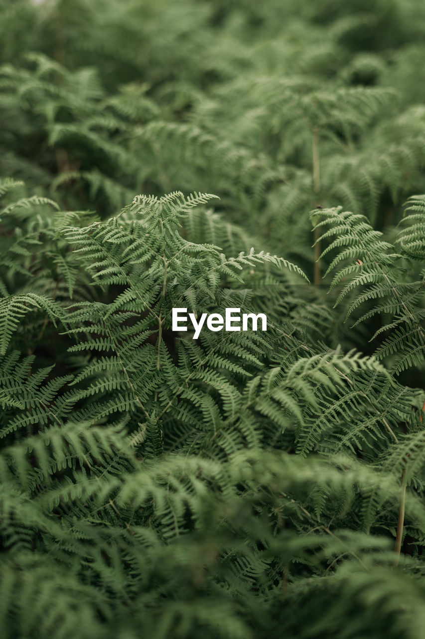 FULL FRAME SHOT OF FERN LEAVES