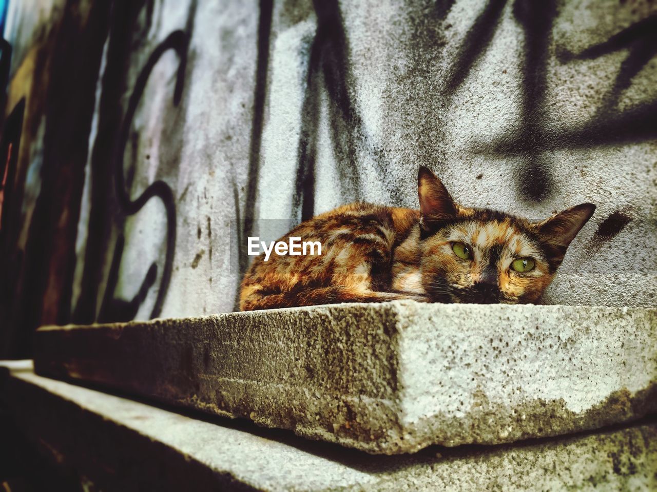 Cat sitting against wall with graffiti