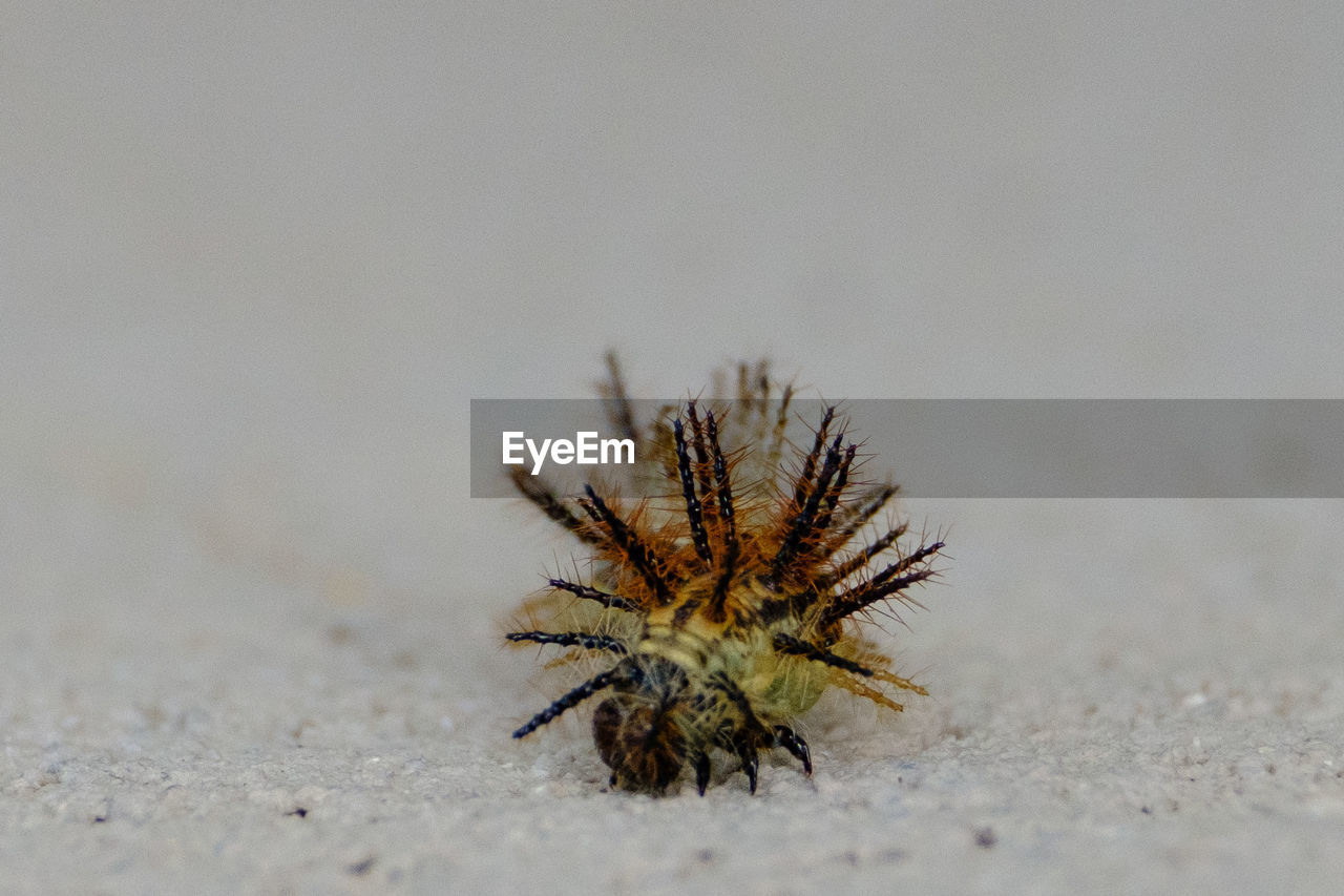 CLOSE-UP OF LIZARD ON SAND