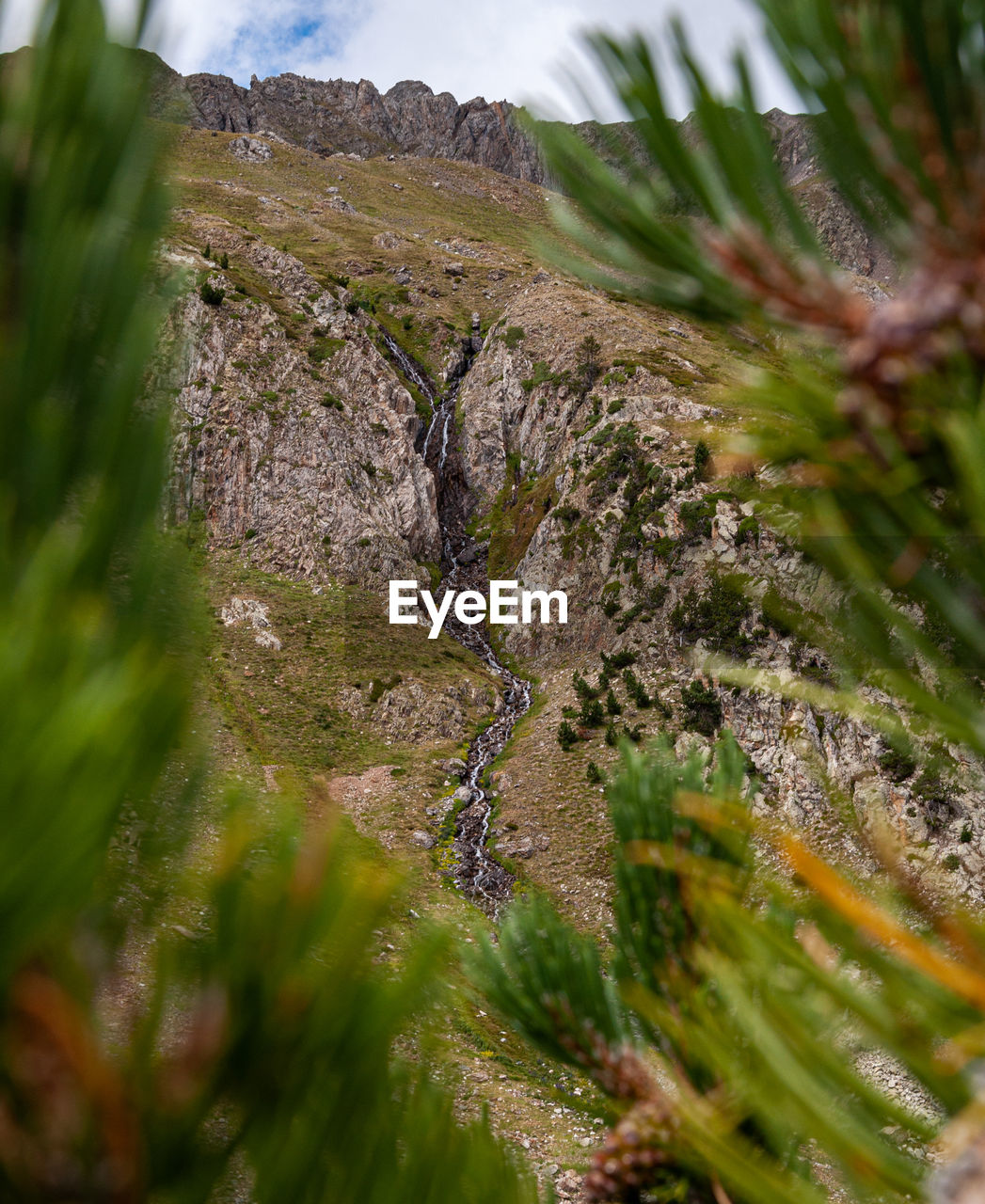 CLOSE-UP OF PLANT ON ROCK