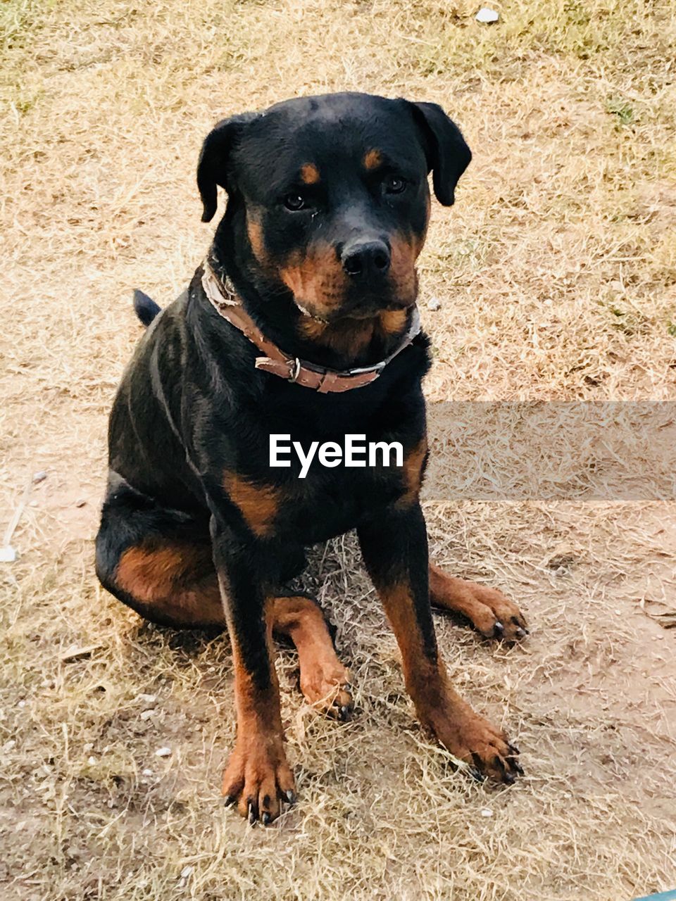 CLOSE-UP PORTRAIT OF BLACK DOG SITTING ON DIRT