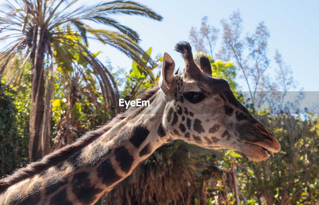 Close-up of giraffe against trees