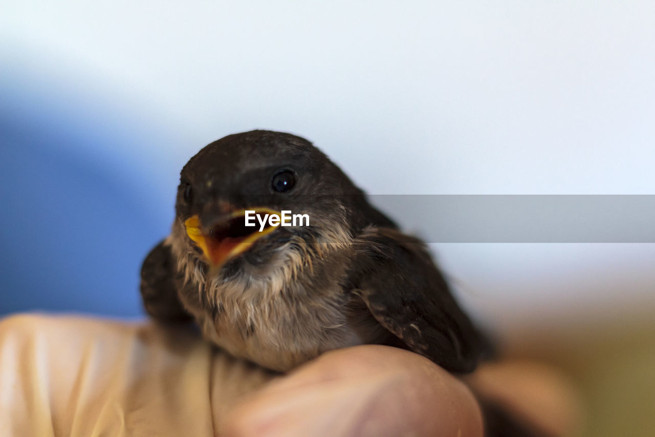 Close-up of hand holding baby swallow bird