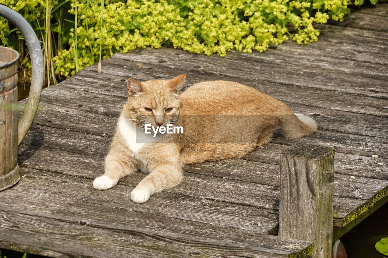 High angle view of a cat