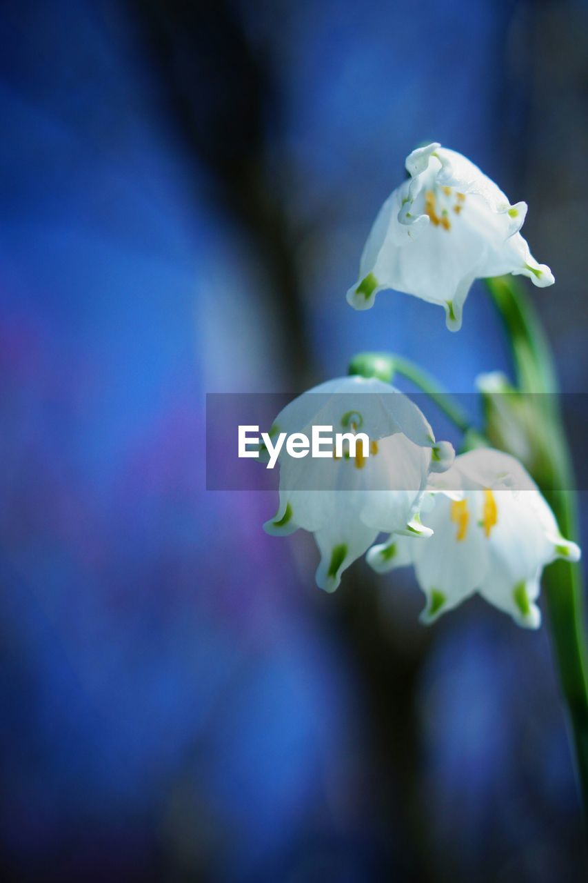 Close-up of white flowers