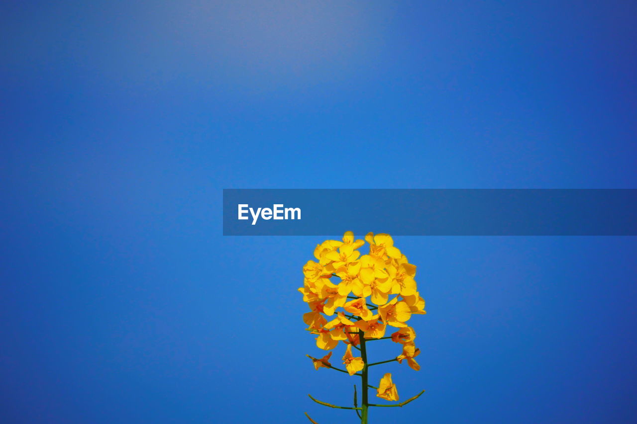 Low angle view of yellow flowering plant against blue sky