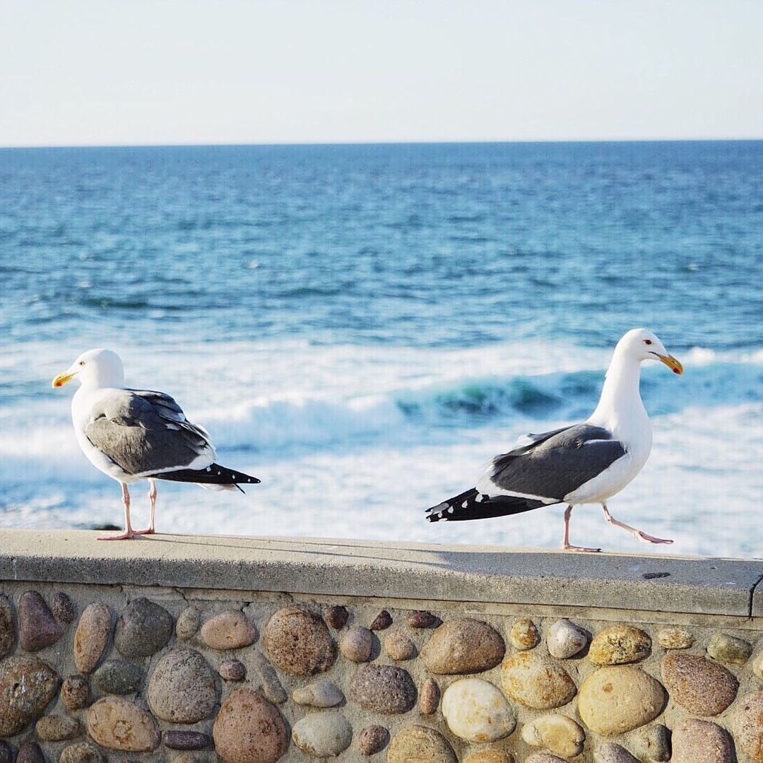 Seagulls flying over sea