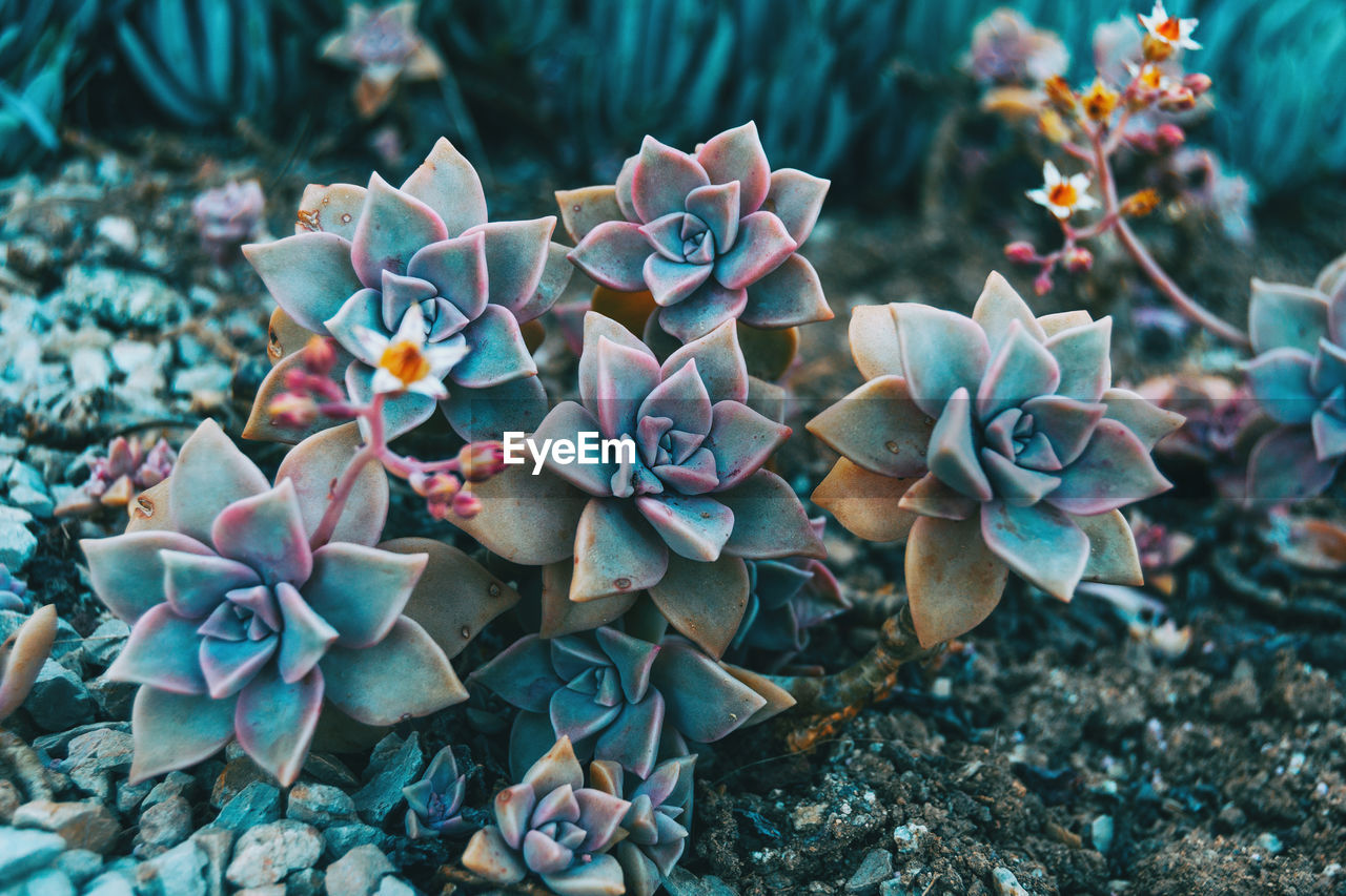 Close-up of succulent plant on field