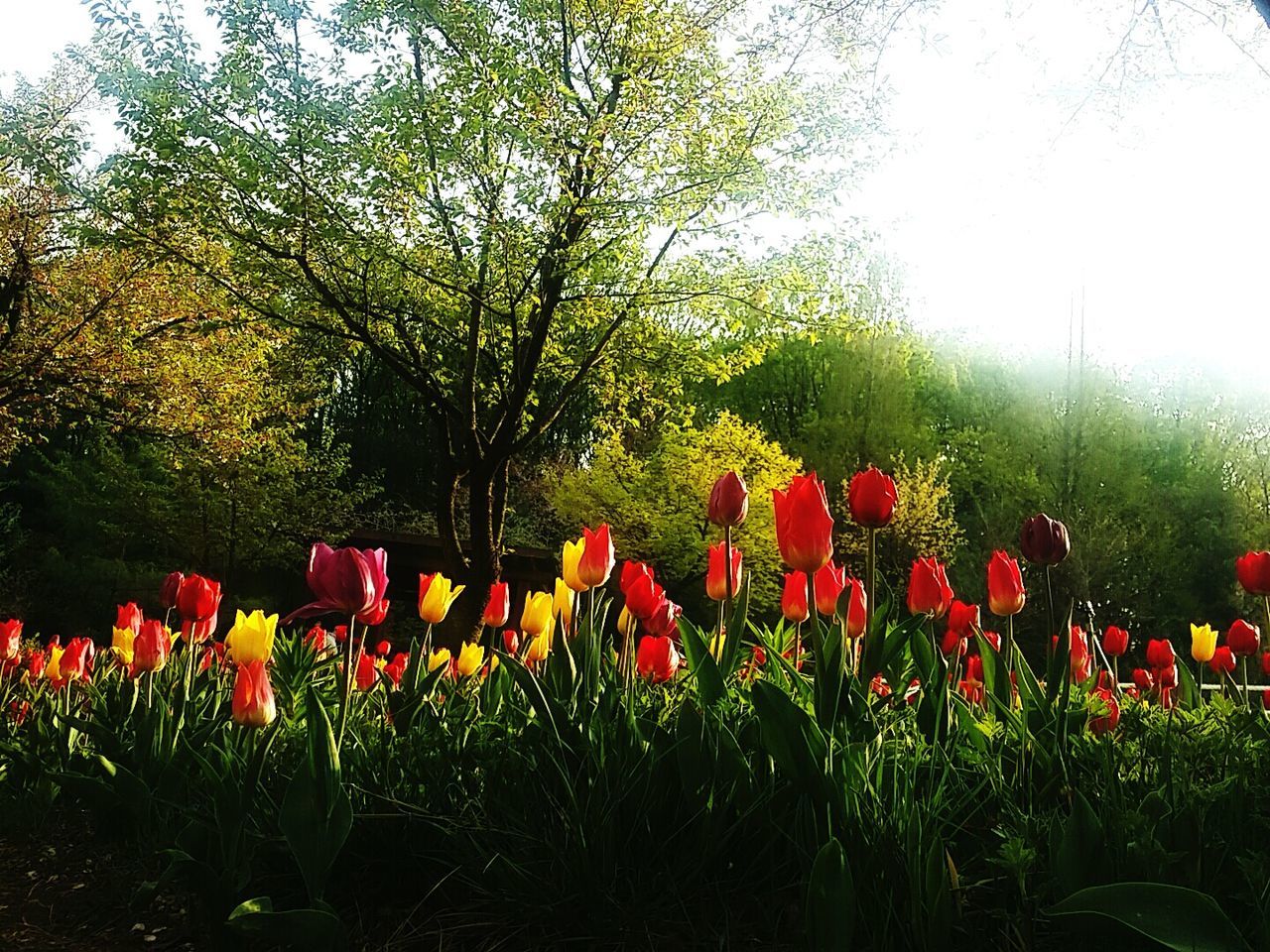 RED FLOWERS GROWING ON FIELD