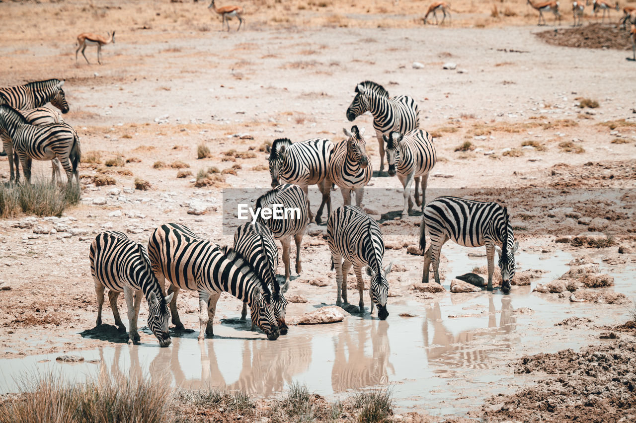 VIEW OF ZEBRAS AND WATER