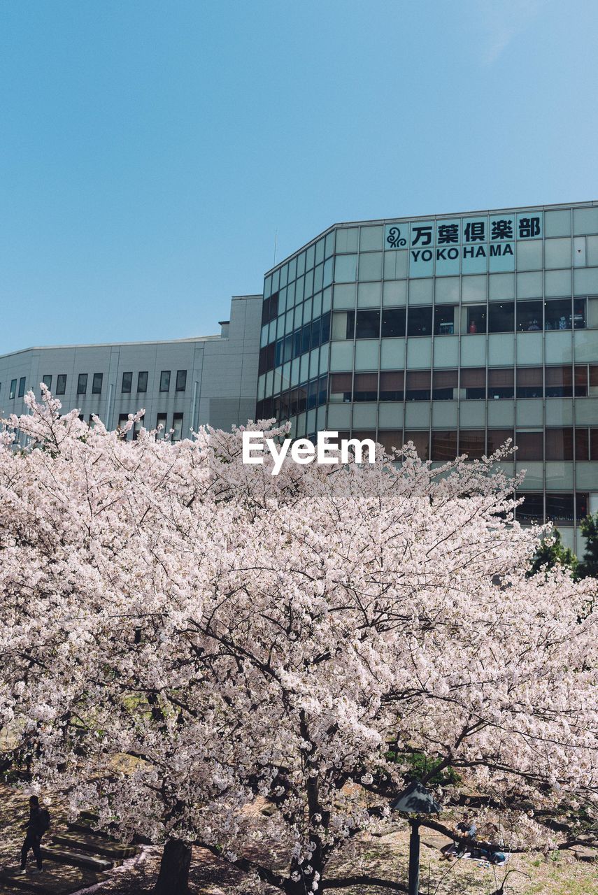 LOW ANGLE VIEW OF CHERRY BLOSSOM AGAINST BUILDING