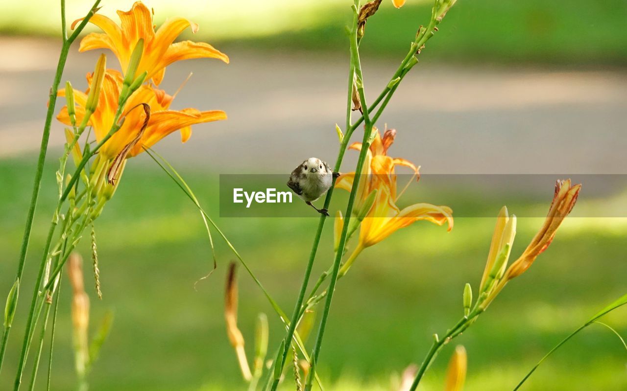 Close-up of long-tailed tit perching on yellow lily plant stem, looking at camera